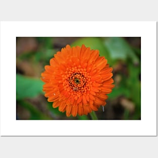 Single Orange Gerbera Flower Posters and Art